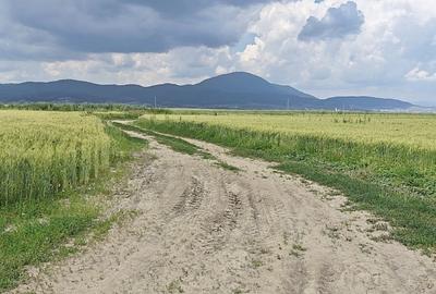 Teren agricol extravilan de 13000 mp, în Caragiale