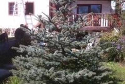 Casă cu 6 camere în Câmpeni - 1