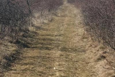 Teren de 60000 mp, în Plopu - 2