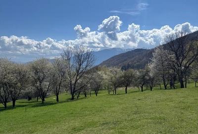 Teren de 3001 mp, în Bran - 7