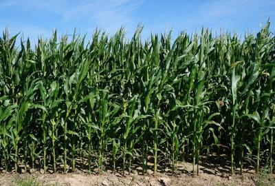 Teren agricol extravilan de 8700 mp, în Exterior Nord - 1