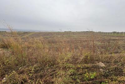 Teren de 11600 mp, în Valea Lupului - 1