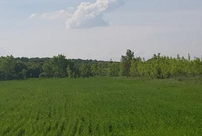 Teren Construcții intravilan de 3000 mp, în Ciolpani - 4