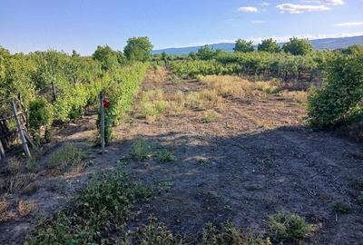 Teren de 2000 mp, în Bolotești - 5