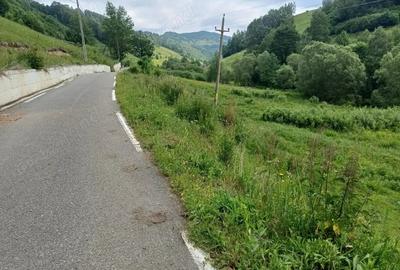 Teren de 3500 mp, în Muntele Băișorii - 2