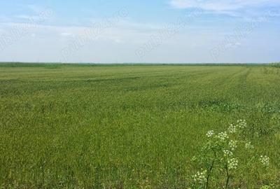 Teren de 12444 mp, în Hârșova - 1