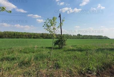 Teren agricol intravilan de 17900 mp, în Răcari - 6
