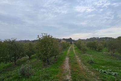 Teren agricol extravilan de 18000 mp, în Boțârlău - 9