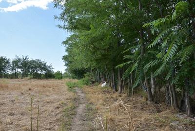 Casă cu Teren 1750 Mp în Costache Negri