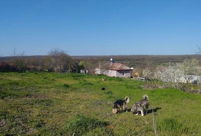 Casă cu 2 camere cu Teren 2500 Mp în Dumbrăveni
