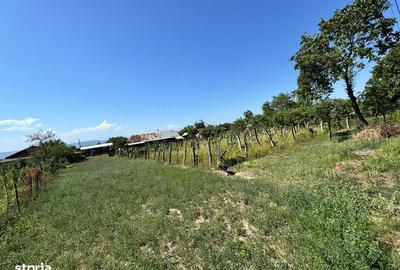 Teren de 1300 mp, în Tamași - 5