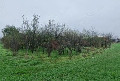 Teren de 750 mp, în Dârvari - 4