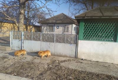 Casă cu 3 camere cu Teren 1168 Mp în Bivolari - 6