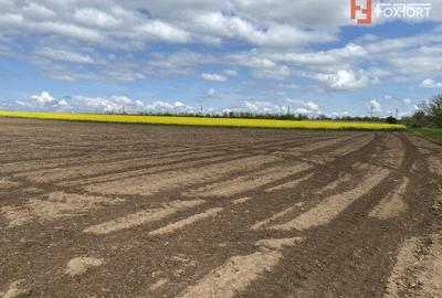 Teren agricol extravilan de 41700 mp, în Sânandrei - 3