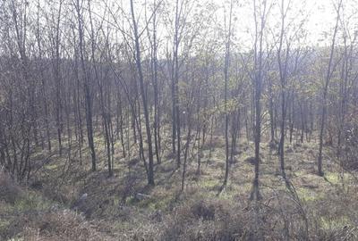 Teren în Rasova