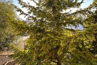 Casă cu 5 camere cu Teren 750 Mp în Central