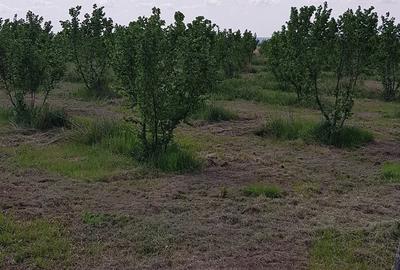Teren de 20000 mp, în Almăj - 1