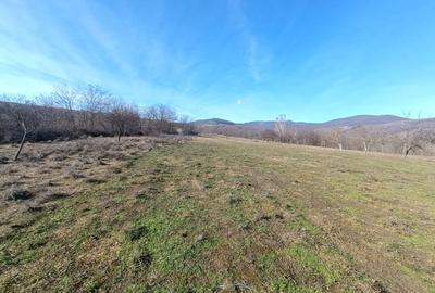 Teren Construcții intravilan de 2950 mp, în Pâclișa - 1