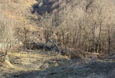 Teren de 1780 mp, în Valea Doftanei - 2