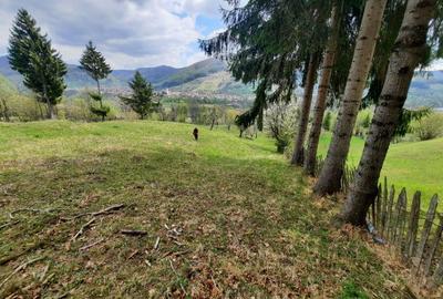 Teren intravilan de 2500 mp, în Teșila - 5