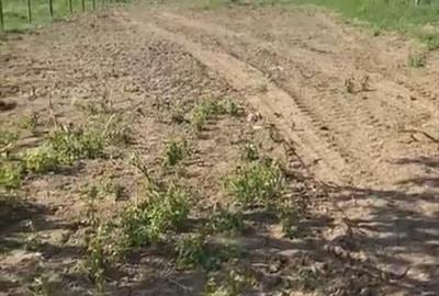 Teren Construcții intravilan de 900 mp, în Comana - 3