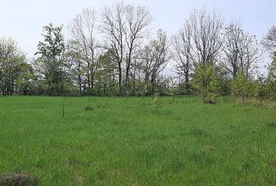 Teren de 3800 mp, în Bălușeni - 1