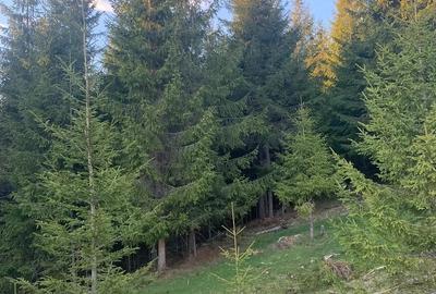 Teren de 1000 mp, în Muntele Rece