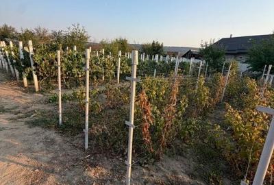 Casă cu 3 camere în Central
