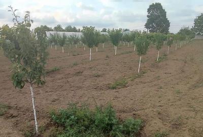 Casă cu 5 camere cu Teren 2500 Mp în Central - 9