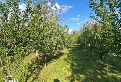 Teren de 1350 mp, în Bercu Roșu - 7