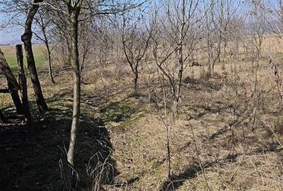Teren Construcții intravilan de 2955 mp, în Mehedința - 2