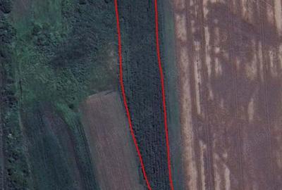 Teren de 10000 mp, în Feldioara - 1