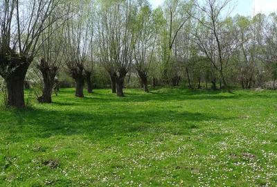 Teren de 3200 mp, în Provița de Sus - 2