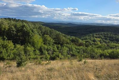 Teren de 9500 mp, în Cârjiți - 4