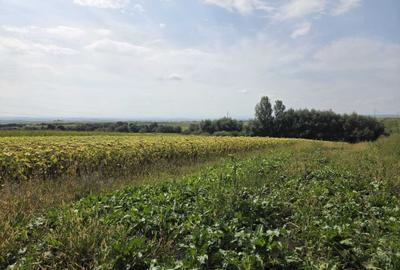 Teren de 2500 mp, în Șcheia