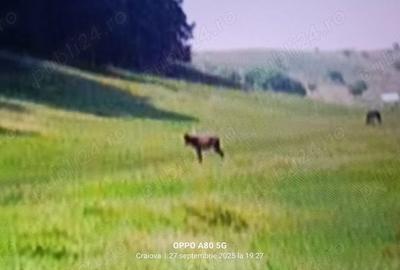 Teren de 10000 mp, în Vulpeni - 3