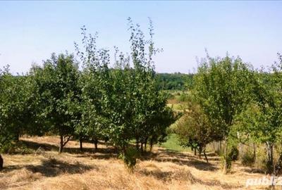 Teren în Raciu - 3