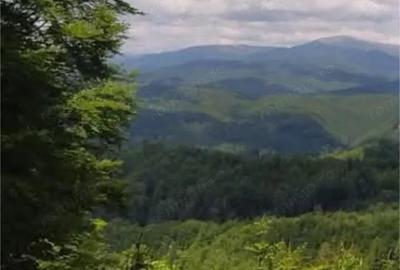 Teren de 17000 mp, în Nucșoara