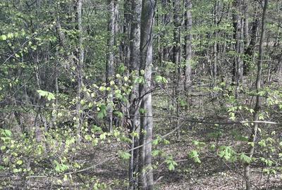 Teren de 5000 mp, în Valea Danului - 4