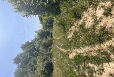 Teren de 2900 mp, în Sintești - 5