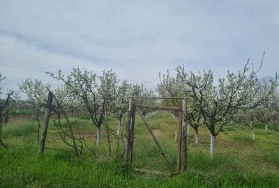 Teren de 2000 mp, în Dridu - 5