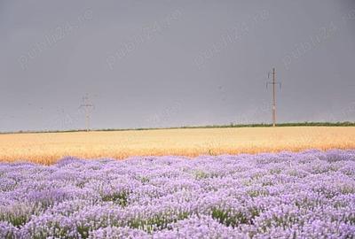 Teren de 37500 mp, în Borcea - 2