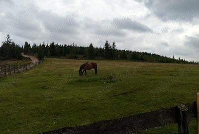 Teren în Măguri - 7