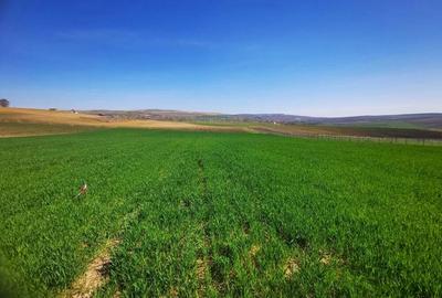 Teren de 2900 mp, în Rediu - 2