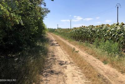 Teren Construcții extravilan de 11884 mp, în Moara Vlăsiei - 11