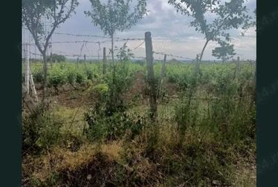 Teren de 1800 mp, în Arva - 2