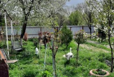 Casă individuală cu 4 camere cu Teren 1500 Mp în Mihail Kogălniceanu - 8