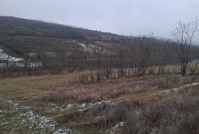 Teren de 12000 mp, în Vladnic - 7