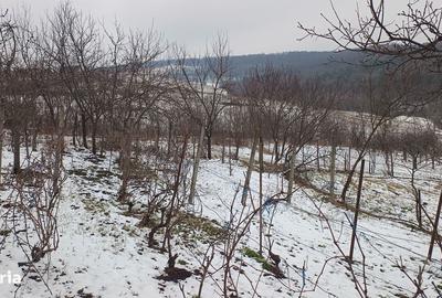 Teren de 704 mp, în Breazu - 11