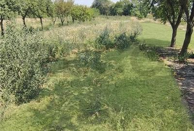 Casă cu 3 camere cu Teren 2400 Mp în Tinca